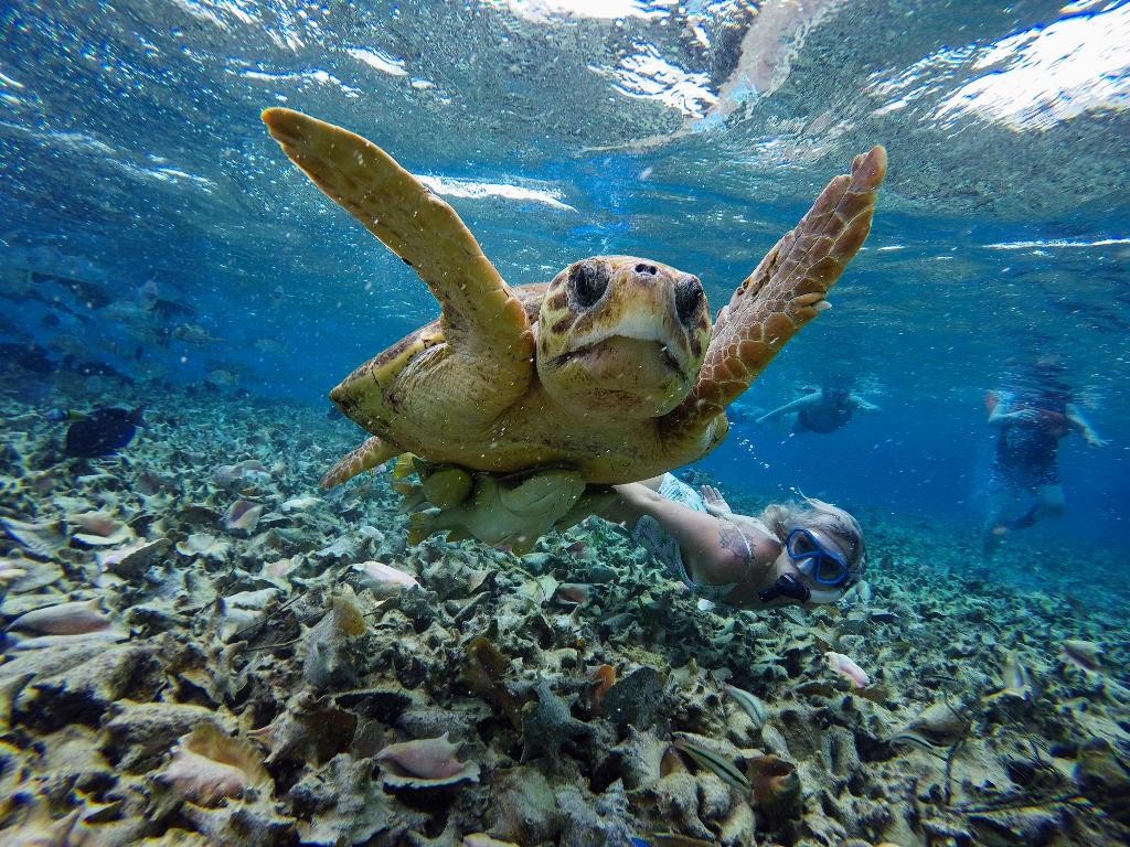 2 - Interact with cute animals -2