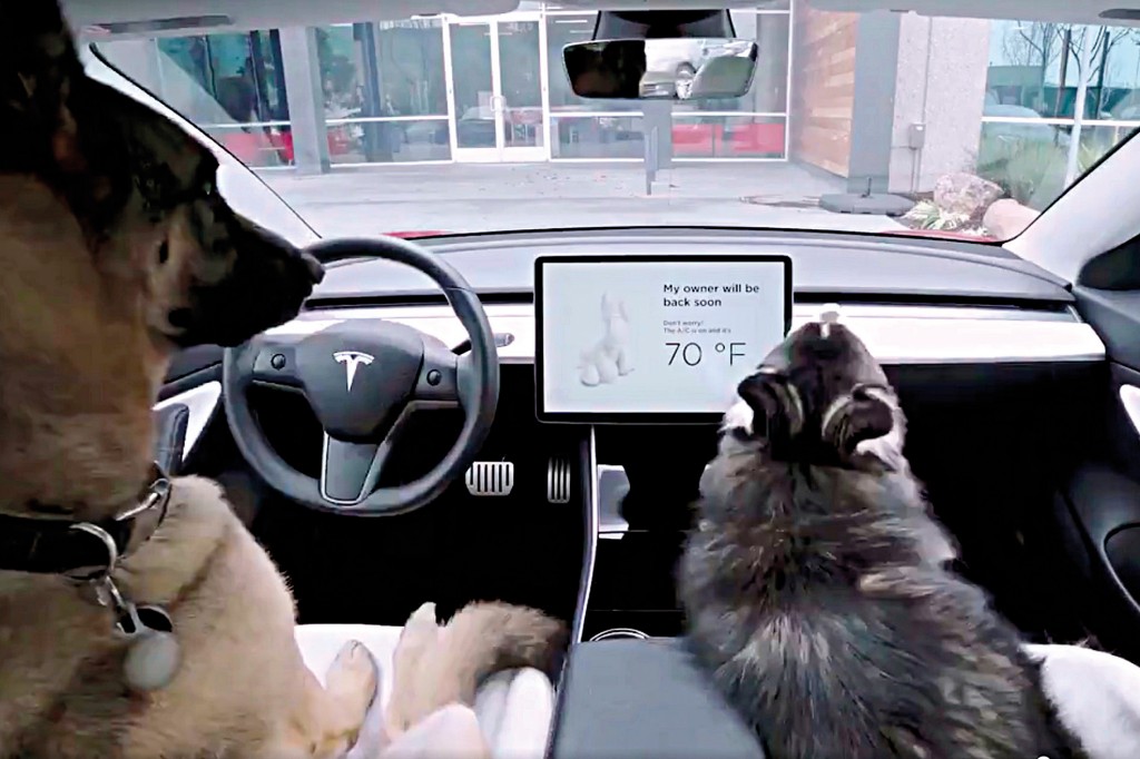 Tesla Dog Mode